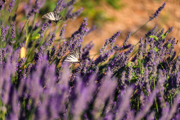 Two Butterflies on Purple Lavender Blossom