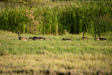 A group of Canada Geese, grounded and grazing on refuge land