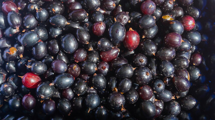 Currants in a bowl. Currants in the sunlight close up