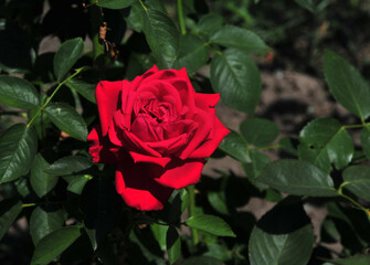 Hot summer, beautiful red fresh roses. 