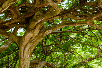 Galhos trançados de uma árvore.
Uma vista de frente dos galhos de uma árvore.