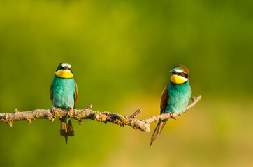 Colorful European bee-eaters perched on branch during summer