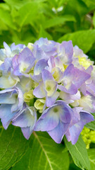 Lavender blue hydrangea bloom in summer garden – Botanical Beauty Series