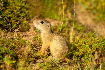 European ground squirrel in a grassy meadow
