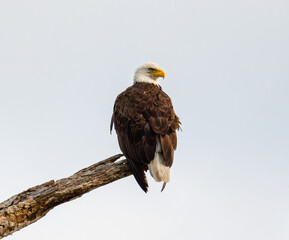 Bald Eagle (Haliaeetus leucocephalus) Perched Overlooking Forest on Overcast Morning in Illinois