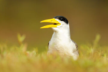 Fototapeta premium Portrait of a Yellow-billed tern in a meadow
