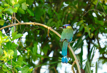 Amazonian motmot perched on a tree branch, Pantanal, Brazil