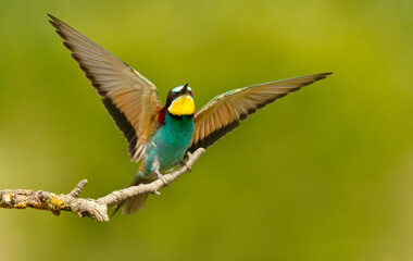 Colorful bee-eater with wings spread perched on branch during summer