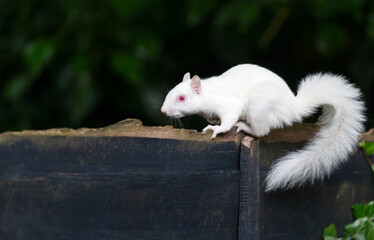 Portrait of a cute albino grey squirrel standing on a garden fence, UK