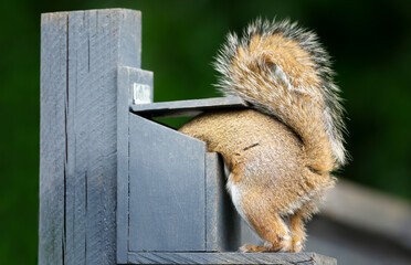 Portrait of a grey squirrel eating nuts and seeds on a squirrel feeder