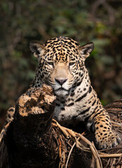 Close-up of a jaguar resting on a river bank, Pantanal, Brazil