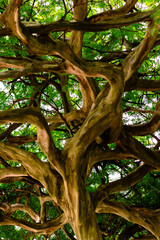 Obraz premium Galhos trançados de uma árvore no parque. Uma vista de baixo para cima dos galhos de uma arvore.