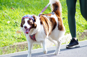 Medium-sized dog, white and brown with spots, walking on asphalt on the street with a leash, on a sunny day