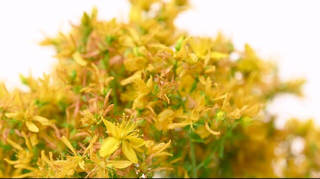 video of St. John's wort flowers