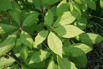 Gasiogapi leaf close-up