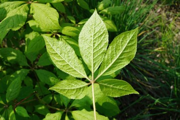Single compound leaf of Gasiogapi