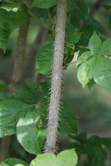 Spiny Eleuthero Stem