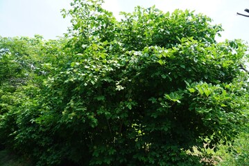 Eleutherococcus senticosus shrub view