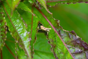 grasshopper