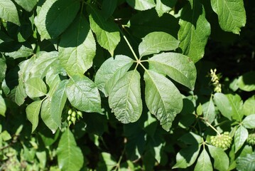 Palmate leaves and developing berries of Eleutherococcus sessiliflorus