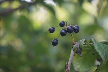 Siberian ginseng berries hanging in natural habitat