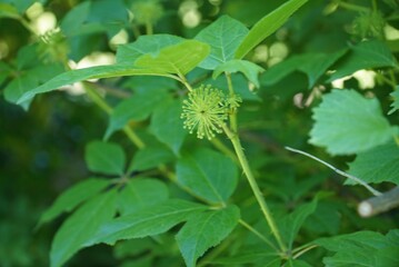 Aralia elata foliage and young flower head