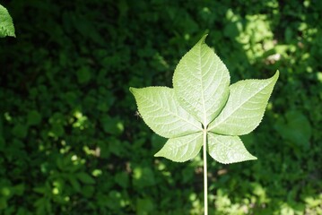 Single young compound leaf of Aralia elata