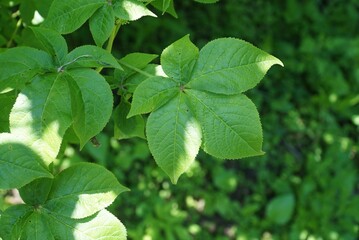 Palmate compound leaves of Aralia elata