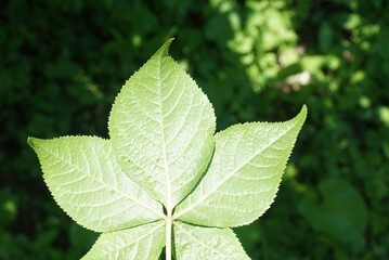 Spiny Eleuthero Leaf Close-up
