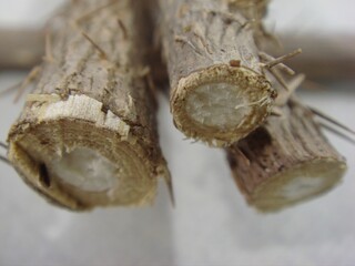 Gasiogapi sliced stem close-up