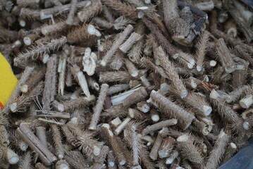 Chopped Gasiogapi herbal roots