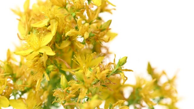video of St. John's wort flowers