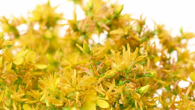video of St. John's wort flowers