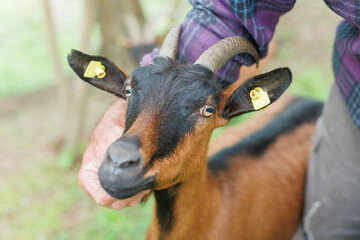 Close-up of a brown goat being gently handled by a person in a green pasture during daytime