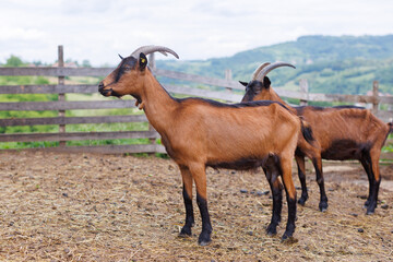 Farm goats standing near wooden fence