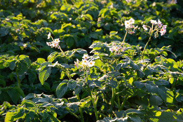 Blooming potato plants display delicate flowers in a vibrant green field during the evening light