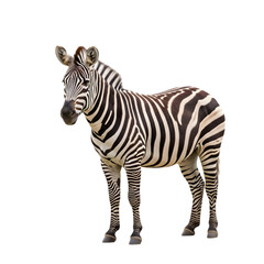 Showcasing the distinct and mesmerizing pattern of a wild zebra's stripes in high definition on isolated transparent background.