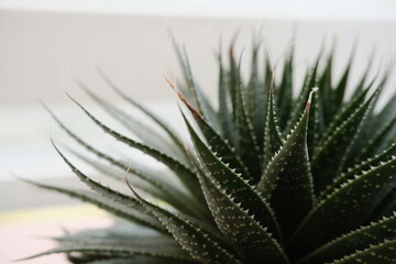 Clean and minimalist composition featuring succulent plant with soft natural light and white...