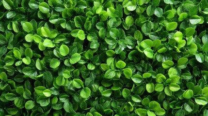 Obraz premium Thick layers of vibrant green leaves display an array of shades, creating a lush, refreshing backdrop suitable for indoor decor or a garden setting, enhancing the overall ambiance.