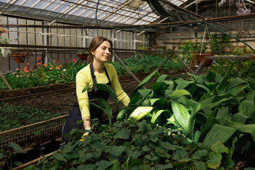 Young woman in apron calmly observes rows of plants growing in a greenhouse.
