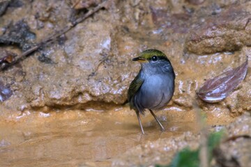 grey-bellied tesia or Tesia cyaniventer seen at Dosdewa in Karimganj Assam India