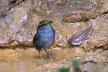 grey-bellied tesia or Tesia cyaniventer seen at Dosdewa in Karimganj Assam India