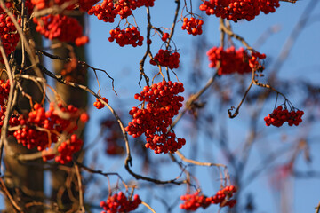Fruits of the red rowan tree in front of a blue sky