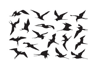 Frigate Bird vector bundle, Frigate Bird clipart, Frigate Bird silhouette.	
