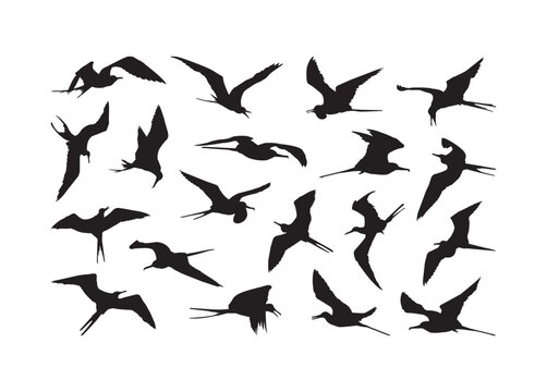 Frigate Bird vector bundle, Frigate Bird clipart, Frigate Bird silhouette.	