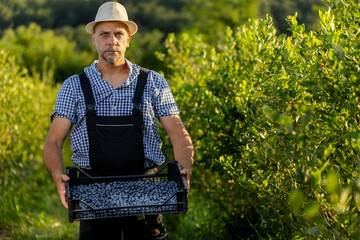 Man harvesting blueberries in a sunlit field during the summer, focused on the yield collected