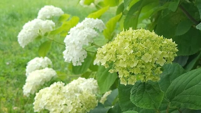 Hydrangea bush in the garden close-up