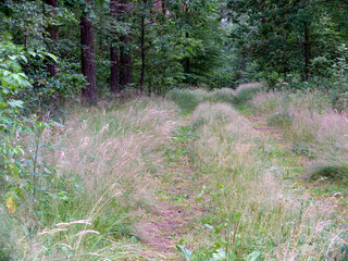 A forest road overgrown with grass leading between deciduous trees. The season is summer.