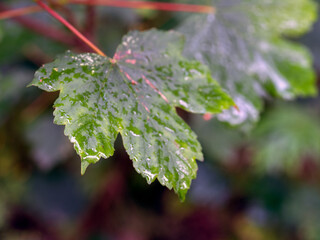 A leaf of a maple tree wet from raindrops. Summer season.