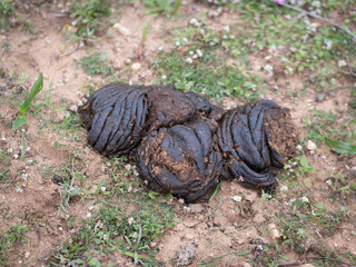 Fresh cow dung on rural soil surface